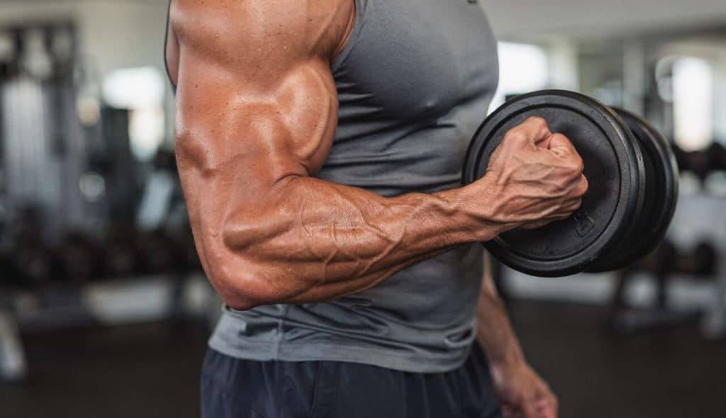 Exercices biceps : guide complet pour des bras musclés